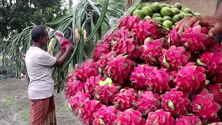 নওগাঁয় জনপ্রিয় হচ্ছে ড্রাগন ফলের চাষ